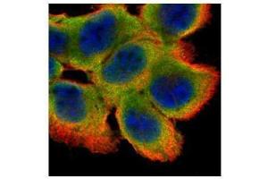 ICC/IF Image Confocal immunofluorescence analysis (Olympus FV10i) of paraformaldehyde-fixed A431, using Cystatin B, antibody (Green) at 1:500 dilution.