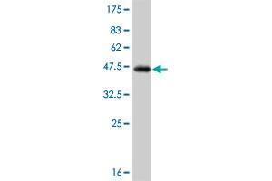 Western Blot detection against Immunogen (36.