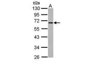 Image no. 1 for anti-Zinc Finger Protein 215 (ZNF215) (AA 57-290) antibody (ABIN1501830) (ZNF215 anticorps  (AA 57-290))