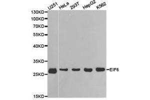 Western Blotting (WB) image for anti-Eukaryotic Translation Initiation Factor 6 (EIF6) antibody (ABIN1872511) (EIF6 anticorps)