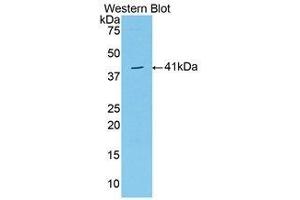 Western Blotting (WB) image for anti-VGF Nerve Growth Factor Inducible (VGF) (AA 330-449) antibody (ABIN1174278) (VGF anticorps  (AA 330-449))
