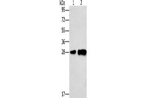 Western Blotting (WB) image for anti-Lymphocyte Antigen 96 (LY96) antibody (ABIN5544227) (LY96 anticorps)