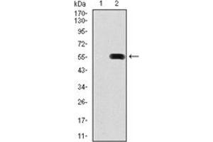 Western Blotting (WB) image for anti-Pancreatic and Duodenal Homeobox 1 (PDX1) antibody (ABIN1107766)