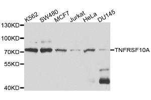 Western blot analysis of extracts of various cell lines, using TNFRSF10A antibody. (TNFRSF10A anticorps  (AA 269-468))
