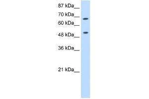 THOC1 antibody used at 0. (THOC1 anticorps  (C-Term))