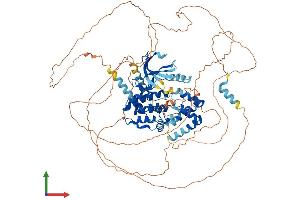 AlphaFold protein structure predicition of Human Recombinant NEK4 Protein, UniprotID P51957