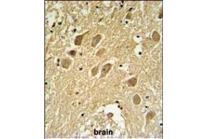 SCRN1 Antibody (N-term) (ABIN651459 and ABIN2840252) IHC analysis in formalin fixed and paraffin embedded human brain tissue followed by peroxidase conjugation of the secondary antibody and DAB staining.