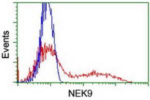 HEK293T cells transfected with either RC211326 overexpress plasmid (Red) or empty vector control plasmid (Blue) were immunostained by anti-NEK9 antibody (ABIN2454885), and then analyzed by flow cytometry. (NEK9 anticorps)