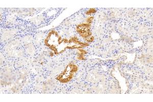 Detection of WNT2B in Human Kidney Tissue using Polyclonal Antibody to Wingless Type MMTV Integration Site Family, Member 2B (WNT2B)