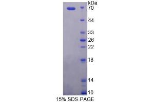 SDS-PAGE analysis of Human PCYOX1 Protein. (PCYOX1 Protéine)
