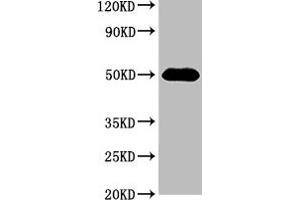 Western Blot Positive WB detected in: 293 whole cell lysate All lanes: HAT1 antibody at 3 μg/mL Secondary Goat polyclonal to rabbit IgG at 1/50000 dilution Predicted band size: 50, 40 kDa Observed band size: 50 kDa (HAT1 anticorps  (Catalytic Subunit))