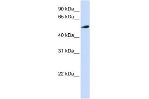 C10ORF33 antibody used at 1 ug/ml to detect target protein. (PYROXD2 anticorps  (N-Term))