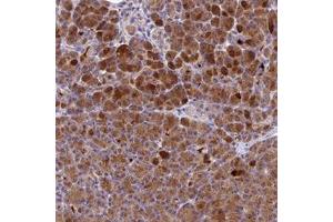 Immunohistochemical staining of human pancreas with PZP polyclonal antibody  shows strong cytoplasmic positivity in exocrine glandular cells at 1:10-1:20 dilution. (PZP anticorps)