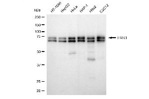 Western blotting analysis using FMR1 antibody (ABIN7800931). (Recombinant Fragile X Messenger Ribonucleoprotein 1 anticorps)