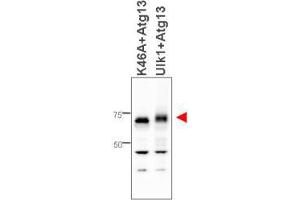 Image no. 1 for anti-Autophagy Related 13 (ATG13) antibody (ABIN1100120) (ATG13 anticorps)