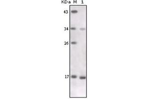 Western Blotting (WB) image for anti-Tumor Necrosis Factor alpha (TNF alpha) antibody (ABIN1109394) (TNF alpha anticorps)