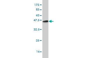 Western Blot detection against Immunogen (37.