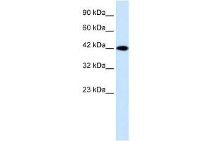 WB Suggested Anti-P2RX2 Antibody Titration:  0. (P2RX2 anticorps  (N-Term))