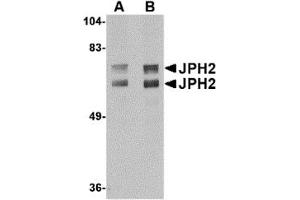 Western Blotting (WB) image for anti-Junctophilin 2 (JPH2) (C-Term) antibody (ABIN1030832) (Junctophilin 2 anticorps  (C-Term))
