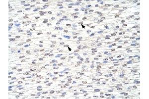 GRHL3 antibody was used for immunohistochemistry at a concentration of 4-8 ug/ml to stain Myocardial cells (arrows) in Human Heart. (GRHL3 anticorps  (C-Term))