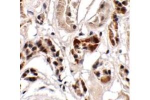 Immunohistochemistry of UHRF1BP1 in human kidney tissue with UHRF1BP1 antibody at 2. (UHRF1BP1 anticorps  (Middle Region))