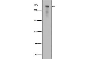 Western blot analysis of Phospho-DNA PKcs (Ser2056) expression in alkaline treated Jurkat cell lysate.