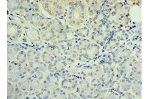 Immunohistochemistry of paraffin-embedded human pancreatic tissue using ABIN7171160 at dilution of 1:100 (SYT4 anticorps  (AA 38-190))