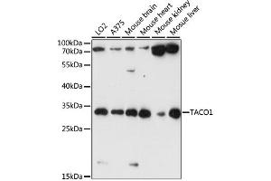 Western blot analysis of extracts of various cell lines, using TACO1 antibody. (TACO1 anticorps)