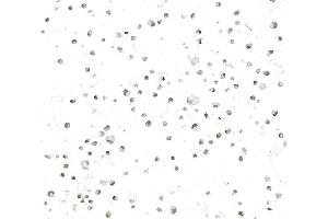 Immunocytochemistry (ICC) image for anti-Runt-Related Transcription Factor 2 (RUNX2) (AA 300-350) antibody (ABIN7795797)