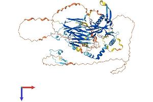 AlphaFold protein structure predicition of Mouse Recombinant Dnaaf2 Protein, UniprotID Q8BPI1