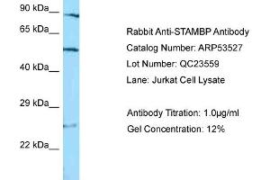 Western Blotting (WB) image for anti-STAM Binding Protein (STAMBP) (C-Term) antibody (ABIN2785429)