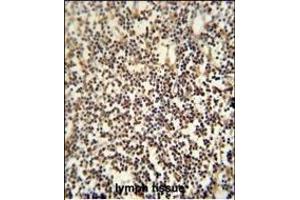 C12orf48 antibody (C-term) (ABIN654041 and ABIN2843950) immunohistochemistry analysis in formalin fixed and paraffin embedded human lymph tissue followed by peroxidase conjugation of the secondary antibody and DAB staining.