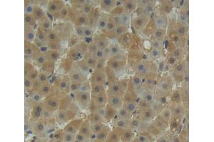Used in DAB staining on fromalin fixed paraffin- embedded liver tissue (TST anticorps  (AA 2-297))