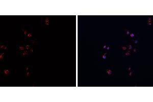 ABIN6269089 staining HepG2? (APP anticorps  (C-Term))