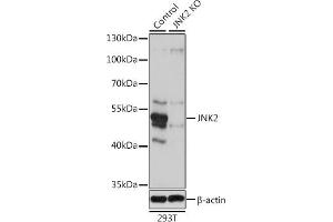 Western blot analysis of extracts from normal (control) and JNK2 knockout (KO) 293T cells, using JNK2 antibody (ABIN3021848, ABIN3021849, ABIN3021850 and ABIN1513115) at 1:1000 dilution. (JNK2 anticorps  (AA 1-424))