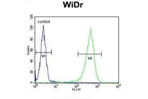 Flow Cytometry (FACS) image for anti-Coiled-Coil Domain Containing 3 (CCDC3) antibody (ABIN3003893) (CCDC3 anticorps)