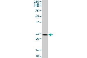 HSPC111 MaxPab polyclonal antibody.