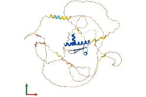 AlphaFold protein structure predicition of Mouse Recombinant Mef2d Protein, UniprotID Q63943