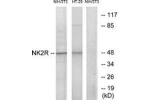 Western blot analysis of extracts from NIH-3T3/HT-29 cells, using NK2R Antibody. (TACR2 anticorps  (AA 301-350))