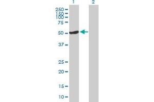 Western Blot analysis of OSGIN1 expression in transfected 293T cell line by OSGIN1 MaxPab polyclonal antibody. (OSGIN1 anticorps  (AA 1-477))