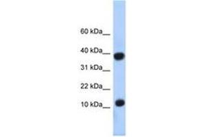 Image no. 1 for anti-Pterin-4 alpha-Carbinolamine Dehydratase/dimerization Cofactor of Hepatocyte Nuclear Factor 1 alpha (PCBD1) (N-Term) antibody (ABIN6740300) (PCBD1 anticorps  (N-Term))