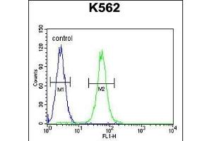SS Antibody (C-term) (ABIN655046 and ABIN2844675) flow cytometric analysis of K562 cells (right histogram) compared to a negative control cell (left histogram). (AASS anticorps  (C-Term))
