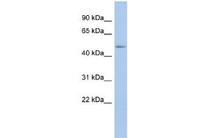 WB Suggested Anti-BAT1 Antibody Titration:  0. (BAT1 anticorps  (N-Term))