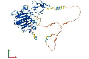 AlphaFold protein structure predicition of Mouse Recombinant Apex2 Protein, UniprotID Q68G58