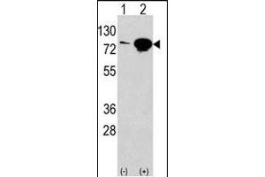 Western blot analysis of anti-EIF4B Antibody (Center) Pab (ABIN388669 and ABIN2837872) in 293 cell line lysates transiently transfected with the EIF4B gene (2 μg/lane). (EIF4B anticorps  (AA 353-382))