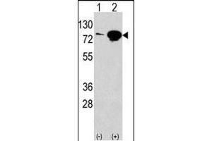 Western blot analysis of anti-EIF4B Antibody (Center) Pab (ABIN388669 and ABIN2837872) in 293 cell line lysates transiently transfected with the EIF4B gene (2 μg/lane).