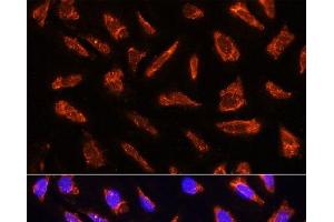 Immunofluorescence analysis of U-2 OS cells using MFGE8 Polyclonal Antibody at dilution of 1:100.