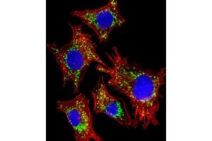 Immunofluorescent analysis of 4 % paraformaldehyde-fixed, 0.