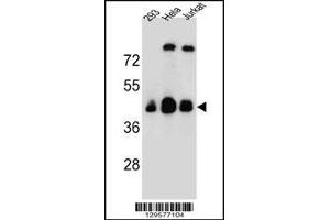 Western blot analysis in 293,Hela,Jurkat cell line lysates (35ug/lane). (OR4C13 anticorps  (N-Term))