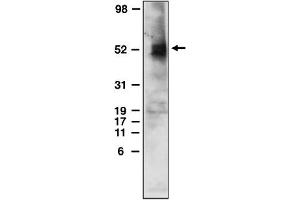 Western Blotting (WB) image for anti-Sphingosine-1-Phosphate Receptor 4 (S1PR4) (C-Term) antibody (ABIN264453) (S1PR4 anticorps  (C-Term))